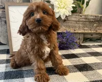 Phelps, a male Cavalier King Charles Spaniel and Poodle - Toy  for sale in Shipshewana, IN – 1 of 6
