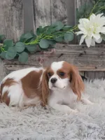 Wrenli, a female Cavalier King Charles Spaniel for sale in Shipshewana, IN – 5 of 6