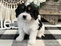 Newton, a male Bichon Frise and Cavalier King Charles Spaniel for sale in Shipshewana, IN – 3 of 6