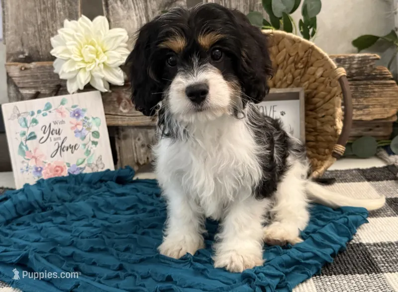 Dash – Bichon Frise, Cavalier King Charles Spaniel puppy for sale in Shipshewana, IN