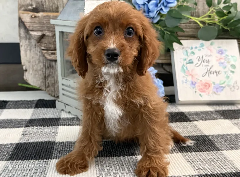 Neiman – Cavalier King Charles Spaniel, Poodle - Miniature  puppy for sale in Shipshewana, IN