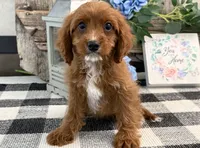 Neiman, a male Cavalier King Charles Spaniel and Poodle - Miniature  for sale in Shipshewana, IN – 1 of 5