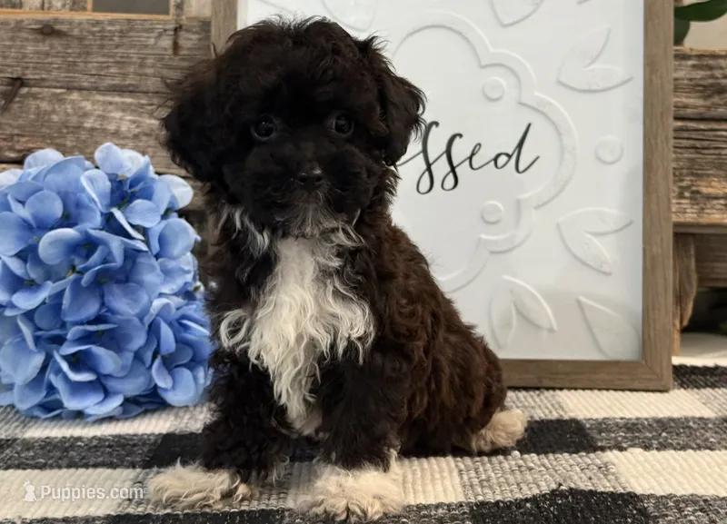 Leo  – Havanese, Poodle - Toy  puppy for sale in Shipshewana, IN