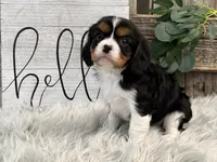 Zorro, a male Cavalier King Charles Spaniel for sale in Shipshewana, IN – Photo 2 of 6