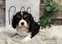 Zorro, a male Cavalier King Charles Spaniel for sale in Shipshewana, IN – Photo 3 of 6