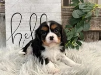 Zorro, a male Cavalier King Charles Spaniel for sale in Shipshewana, IN – Photo 4 of 6