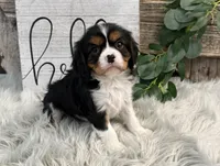 Zorro, a male Cavalier King Charles Spaniel for sale in Shipshewana, IN – Photo 1 of 6