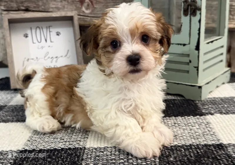 Holden – Havanese puppy for sale in Shipshewana, IN
