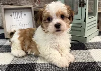 Holden, a male Havanese for sale in Shipshewana, IN – 1 of 6