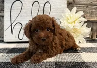 Bailey, a male Poodle - Toy  for sale in Shipshewana, IN – 4 of 6