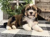 Charity, a male Havanese for sale in Shipshewana, IN – 2 of 6