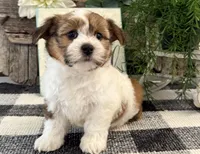 Callie, a male Havanese for sale in Shipshewana, IN – 2 of 6