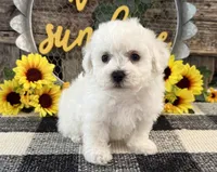 Tavis, a male Bichon Frise for sale in Shipshewana, IN – 3 of 6