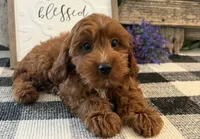 Phelps, a male Cavalier King Charles Spaniel and Poodle - Toy  for sale in Shipshewana, IN – 4 of 6