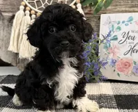 Laporte, a male Havanese and Poodle - Toy  for sale in Shipshewana, IN – 4 of 6