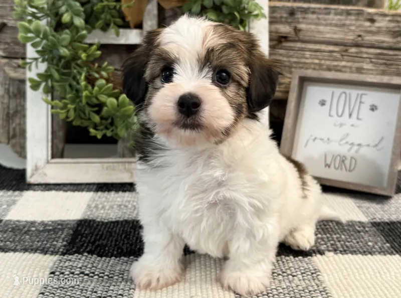 Raider – Havanese puppy for sale in Shipshewana, IN