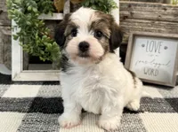 Raider, a male Havanese for sale in Shipshewana, IN – 1 of 6