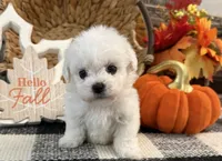 Dreamer, a male Bichon Frise for sale in Shipshewana, IN – 3 of 6
