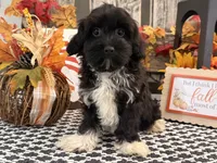 Lando, a male Havanese and Poodle - Toy  for sale in Shipshewana, IN – 3 of 6