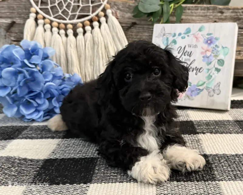 Laporte – Havanese, Poodle - Toy  puppy for sale in Shipshewana, IN