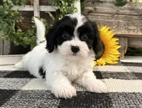 Niles, a male Bichon Frise and Cavalier King Charles Spaniel for sale in Shipshewana, IN – 3 of 6