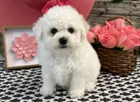 Warsaw, a female Bichon Frise for sale in Shipshewana, IN – 4 of 6