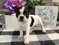 O'Hara, a female Boston Terrier for sale in Shipshewana, IN – 4 of 8