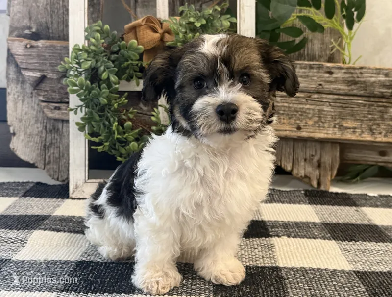 Howell – Havanese puppy for sale in Shipshewana, IN
