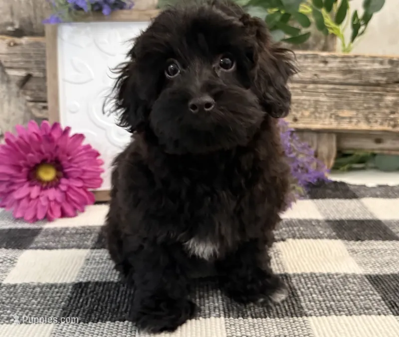 Bryce – Havanese, Poodle - Miniature  puppy for sale in Shipshewana, IN
