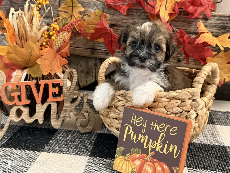 Rythmn – Havanese puppy for sale in Shipshewana, IN