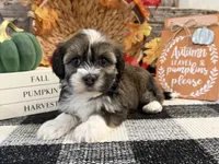 Ruffles, a female Havanese for sale in Shipshewana, IN – 2 of 6