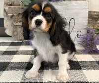 Zorro, a male Cavalier King Charles Spaniel for sale in Shipshewana, IN – 3 of 6