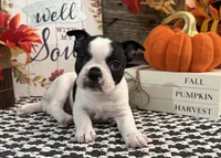 Galaxy, a male Boston Terrier for sale in Shipshewana, IN – 1 of 7