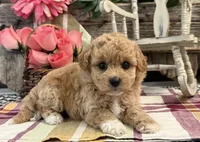 Evalina, a female Bichon Frise and Poodle - Toy  for sale in Shipshewana, IN – 3 of 6
