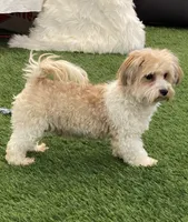 Cameo, a male Havanese for sale in Shipshewana, IN – 5 of 6