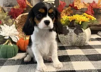 Jennings, a male Cavalier King Charles Spaniel for sale in Shipshewana, IN – 3 of 5