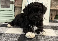 Lance, a male Havanese and Poodle - Toy  for sale in Shipshewana, IN – 4 of 6