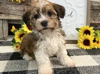 Harris, a male Havanese for sale in Shipshewana, IN – 2 of 6