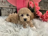 Glory, a female Bichpoo for sale in Shipshewana, IN – Photo 2 of 4