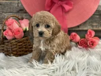 Glory, a female Bichpoo for sale in Shipshewana, IN – Photo 3 of 4