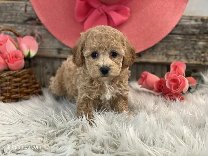 Glory, a female Bichpoo for sale in Shipshewana, IN – Photo 1 of 4