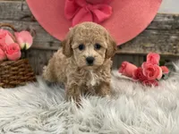 Glory, a female Bichpoo for sale in Shipshewana, IN – Photo 1 of 4