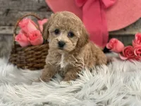 Glory, a female Bichpoo for sale in Shipshewana, IN – Photo 4 of 4