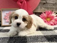 Devine, a female Bichon Frise and Cavalier King Charles Spaniel for sale in Shipshewana, IN – 2 of 6