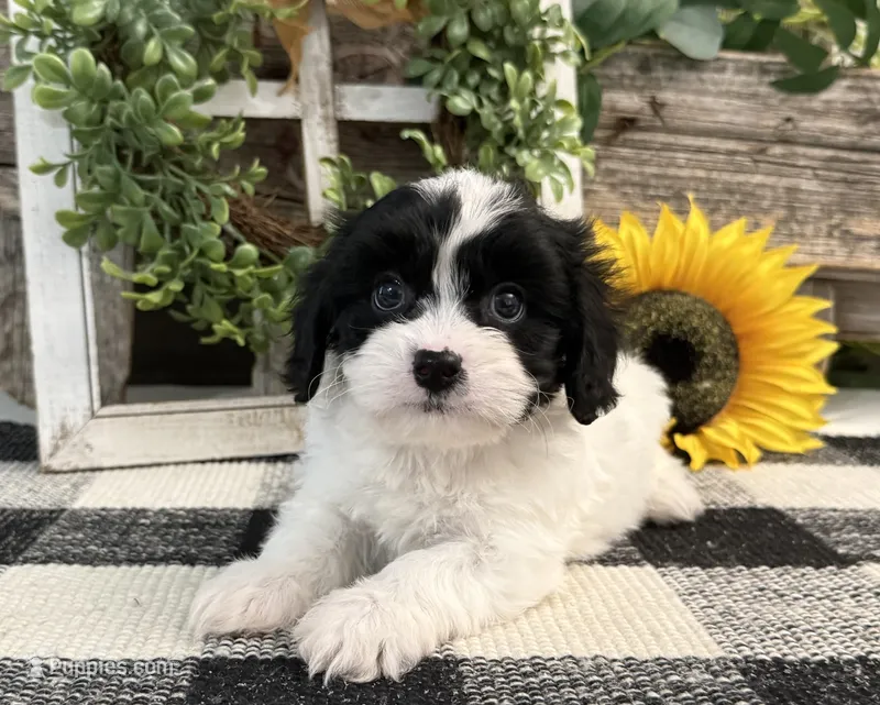 Niles – Bichon Frise, Cavalier King Charles Spaniel puppy for sale in Shipshewana, IN