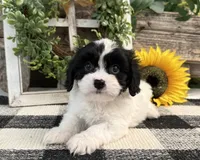 Niles, a male Bichon Frise and Cavalier King Charles Spaniel for sale in Shipshewana, IN – 1 of 6