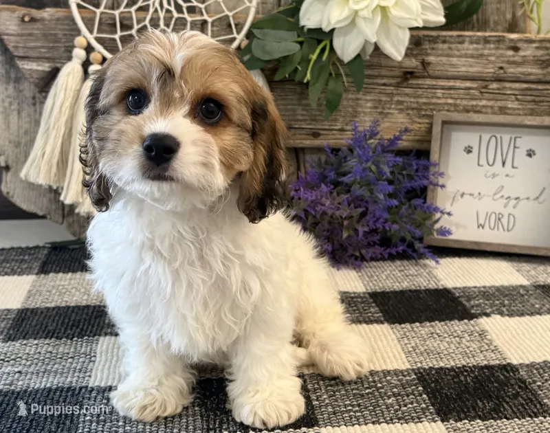 Denim – Bichon Frise, Cavalier King Charles Spaniel puppy for sale in Shipshewana, IN