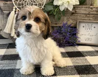 Denim, a male Bichon Frise and Cavalier King Charles Spaniel for sale in Shipshewana, IN – 1 of 6