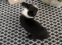 Petra, a female Boston Terrier for sale in Shipshewana, IN – 5 of 7