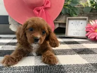 Nevada, a female Cavalier King Charles Spaniel and Poodle - Miniature  for sale in Shipshewana, IN – 4 of 6